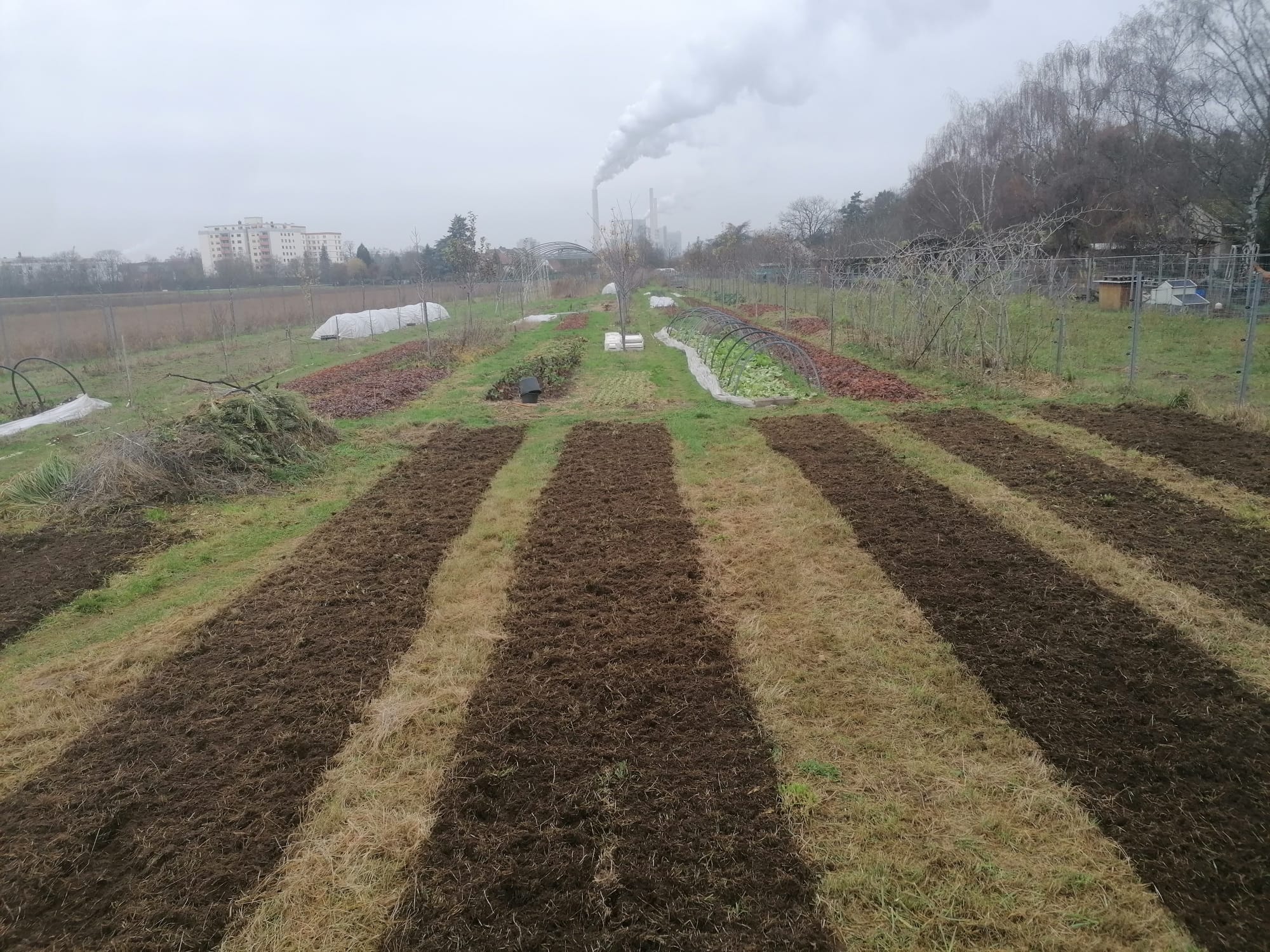 Solawi MannheimSüd Solidarische Landwirtschaft in Mannheim Süd